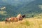 Wild horses in the Carpathians, Ukraine Carpathian landscape.