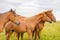 Wild horses in the Carpathians, Ukraine Carpathian landscape.