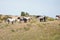 Wild horses catching a breeze