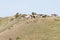 Wild horses catching a breeze on grassy hilltop