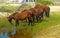 Wild Horses of Corolla North Carolina in a Group Grazing