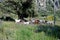 Wild horses in the countryside, Casares, Spain.