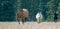 Wild Horses - Coyote Dun and Apricot Dun Pale Buckskin and Black stallions in the Pryor Mountains Wild Horse Range in Montana USA