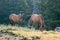 Wild Horses - Coyote Dun stallion alongside grazing Buckskin Dun mare in the Pryor Mountains Wild Horse Range in Montana USA