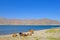 Wild horses at the dam of the Embalse Puclaro lake, Vicuna, Elqui valley, Chile, South America