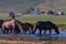 Wild horses drinking from a muddy pond near Russian village