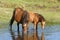 Wild horses drinking in pond