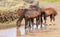 Wild horses drinking in a puddle of water along a road in the interior of Easter Island, Chile