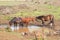 Wild horses drinking in a puddle of water along a road in the interior of Easter Island, Chile