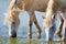 Wild horses drinking water