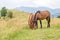 Wild horses eating grass in the Carpathians, Ukraine Carpathian landscape.