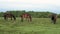 Wild horses eating grass in a meadow or field, New Forest, Hampshire, England