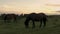 Wild horses eating grass at sunset