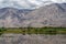 Wild horses on the flood plains of the Nubra Valley