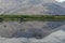 Wild horses on the flood plains of the Nubra Valley