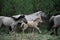 Wild horses with foal