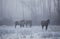 Wild horses in forest on cold winter morning