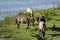 Wild horses graze and eat grass in the meadow on lake, Latvia