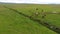 Wild horses graze in the fields of Iceland. Andreev.