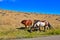 Wild horses grazing battle of the little bighorn national monument MT