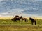 Wild Horses Grazing On Blm Land with Sage brush, cloudy sky, white clouds and rocky hills, California