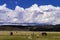 Wild Horses Grazing On Blm Land with Sage brush, cloudy sky, white clouds and rocky hills, California