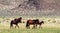 Wild Horses Grazing On Blm Land with Sage brush, cloudy sky, white clouds and rocky hills, California