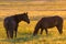 Wild horses grazing in a field at sunrise