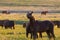 Wild horses grazing in a field at sunrise