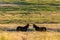 Wild horses grazing in a field at sunrise