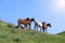 Wild horses  grazing  foal  summer day