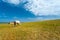 Wild Horses Grazing Grass Mongolia Steppe