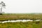 Wild horses grazing on grass in an open marsh field