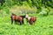 Wild horses grazing on rich green grass of mountain meadows