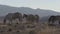 Wild horses grazing in the Utah desert