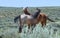 Wild Horses Greeting