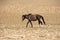 Wild horses at Himalaya mountains . India, Ladakh