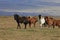 Wild horses, Iceland horses, east Coast, Iceland