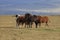 Wild horses, Iceland horses, east Coast, Iceland