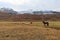 Wild horses, Iceland horses, east Coast, Iceland