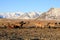 Wild horses,Iceland horses, Iceland