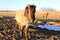 Wild horses,Iceland horses, Iceland