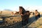 Wild horses,Iceland horses, Iceland