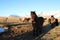 Wild horses,Iceland horses, Iceland