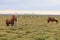 Wild horses,Iceland horses , South Coast, Iceland