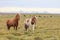 Wild horses,Iceland horses , South Coast, Iceland