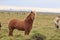 Wild horses,Iceland horses , South Coast, Iceland