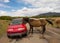 Wild horses inspecting a car in the desert