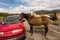 Wild horses inspecting a car in the desert