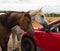 Wild horses inspecting a car in the desert
